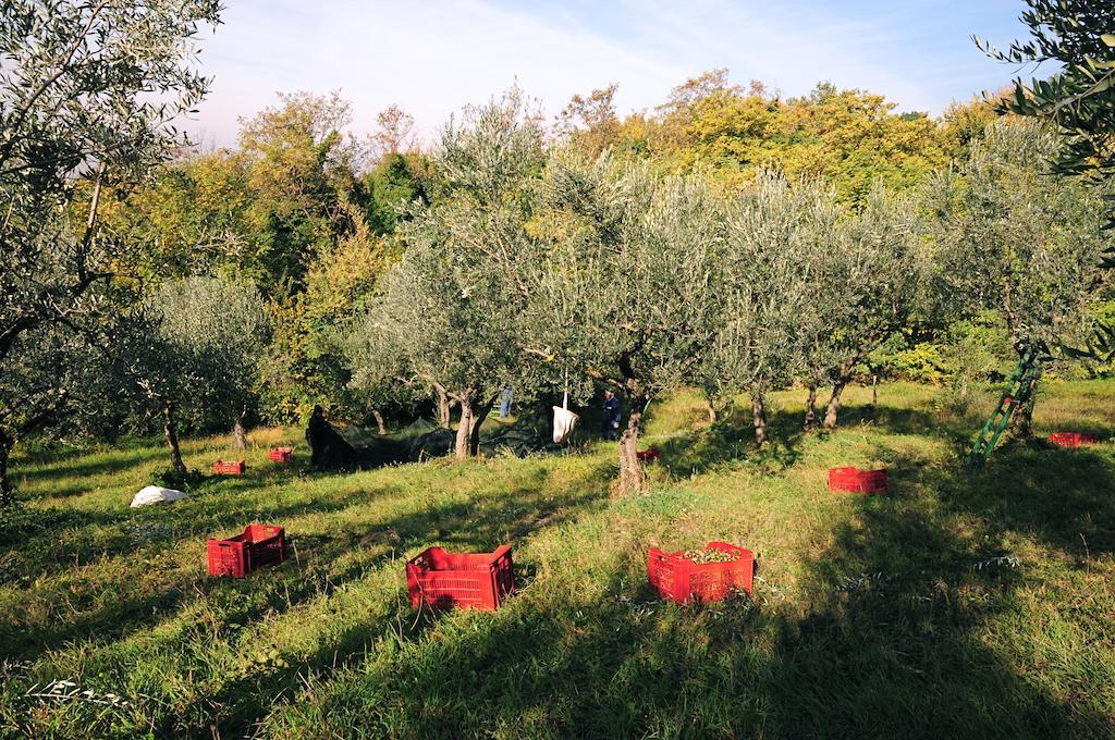 Villa Rosy Assisi Exterior foto